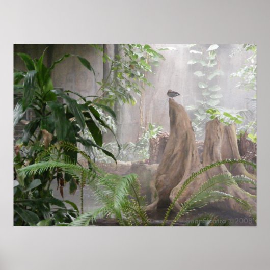 Oerwoud Duck Poster (Voorkant)