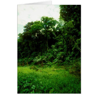 Oerwoud / Krokodille