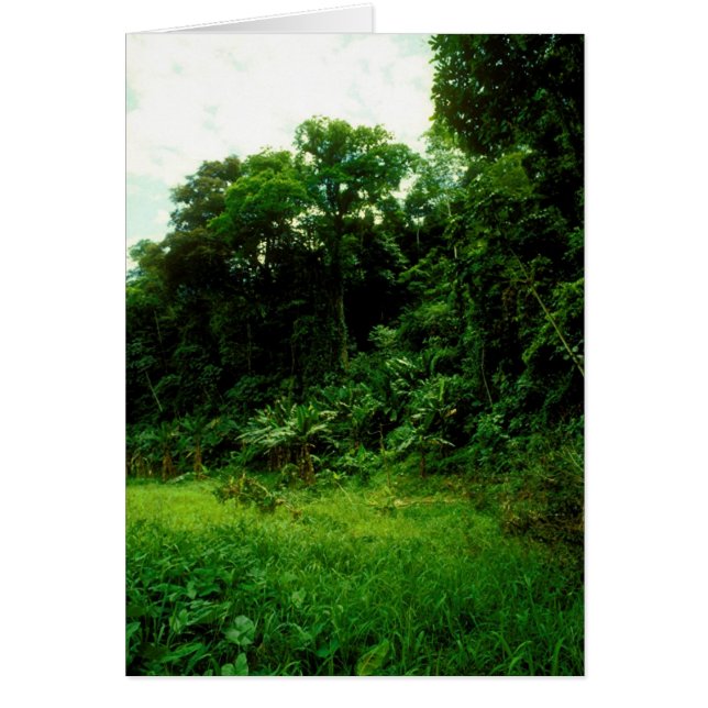 Oerwoud / Krokodille (Voorkant)