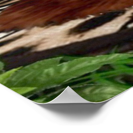 OERWOUD MEISJES AFGEZIEN POSTER (Hoek)