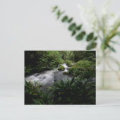 Oerwoud Stream Briefkaart (Staand voorkant)