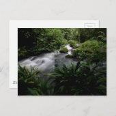 Oerwoud Stream Briefkaart (Voorkant / Achterkant)