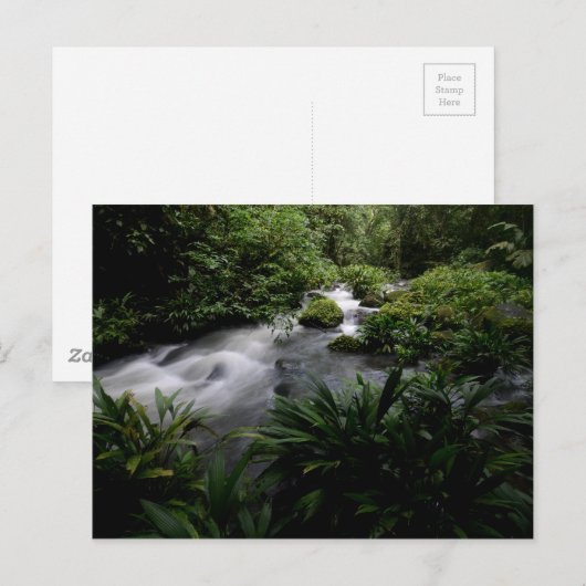 Oerwoud Stream Briefkaart (Voorkant / Achterkant)