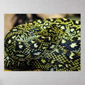 Oerwoud tapijt Python Snake Poster (Voorkant)