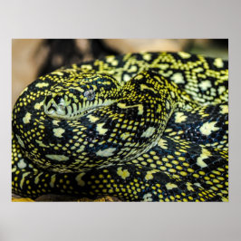 Oerwoud tapijt Python Snake Poster