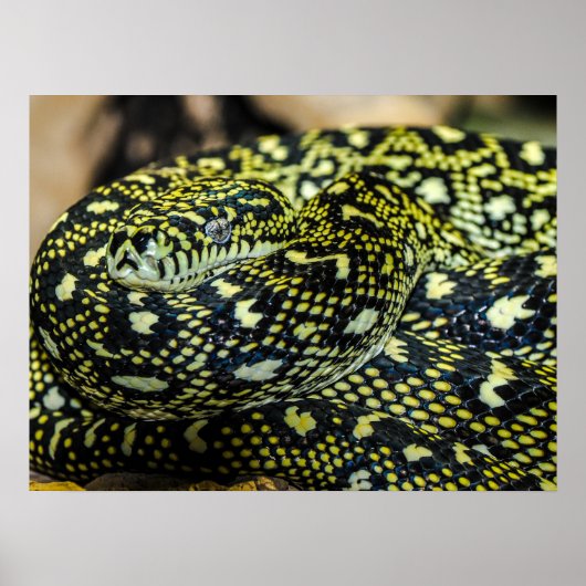 Oerwoud tapijt Python Snake Poster (Voorkant)