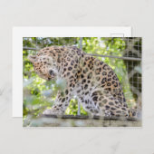 Oerwoud van wilde dieren Foto Briefkaart (Voorkant / Achterkant)