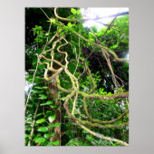 Oerwouden Poster (Voorkant)