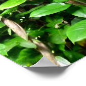 Oerwouden Poster (Hoek)