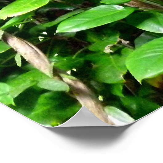 Oerwouden Poster (Hoek)