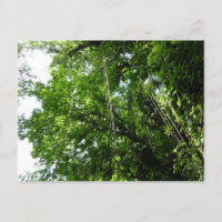 Oerwouden touwen regenwoud fotografie