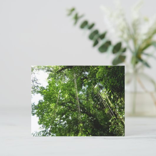 Oerwouden touwen regenwoud fotografie briefkaart (Staand voorkant)