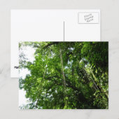 Oerwouden touwen regenwoud fotografie briefkaart (Voorkant / Achterkant)