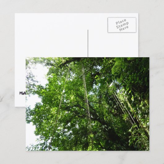 Oerwouden touwen regenwoud fotografie briefkaart (Voorkant / Achterkant)