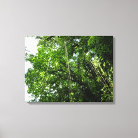 Oerwouden touwen regenwoud fotografie