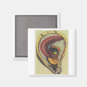 oester magneet (Voorkant / Achterkant)