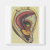 oester magneet (Voorkant)