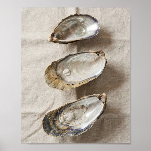Oester Schelp Kust Studie Poster (Voorkant)
