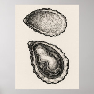 Oester Schelp Minimalistische Kust Schets Kunst Po Poster