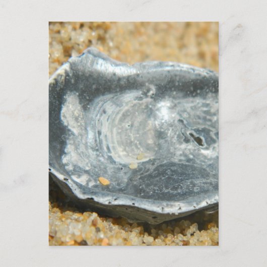 Oester Shell in het zand Briefkaart (Voorkant)