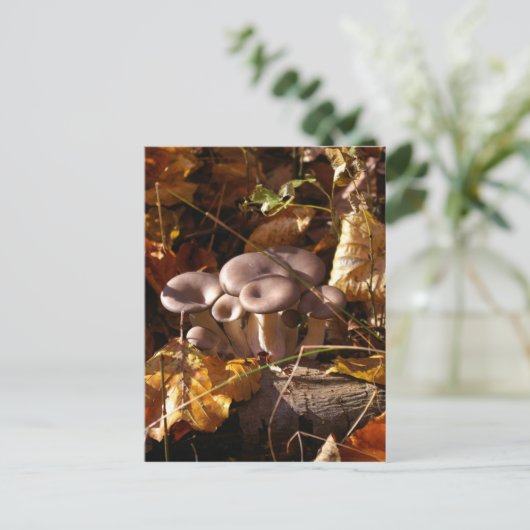 Oesterpaddenstoel Briefkaart (Staand voorkant)