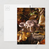 Oesterpaddenstoel Briefkaart (Voorkant / Achterkant)