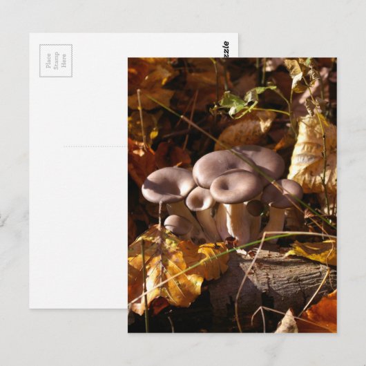 Oesterpaddenstoel Briefkaart (Voorkant / Achterkant)