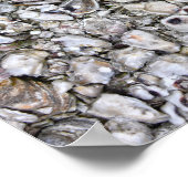 Oesterschelpen, Apalachicola, Florida Poster (Hoek)