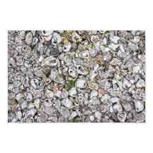 Oesterschelpen, Apalachicola, Florida
