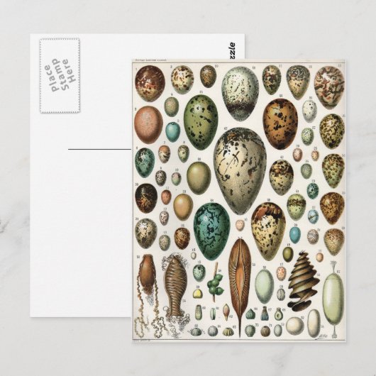 Oeufs Briefkaart (Voorkant / Achterkant)