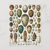 Oeufs Briefkaart (Voorkant)