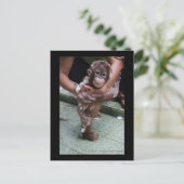 OFI Orangutan Orphan Rescue Baby Jackat Briefkaart (Staand voorkant)