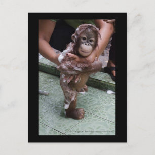 OFI Orangutan Orphan Rescue Baby Jackat Briefkaart