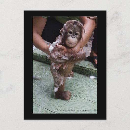 OFI Orangutan Orphan Rescue Baby Jackat Briefkaart (Voorkant)