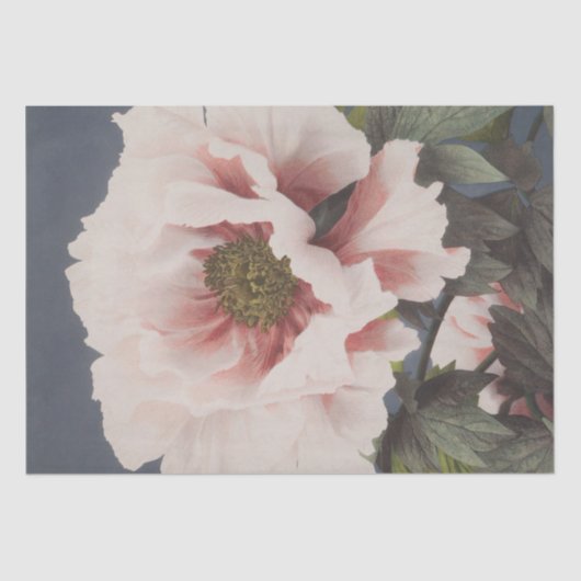 Ogawa Kazumasa | Mooie fotomechanische afdrukken Tissuepapier (Voorkant)