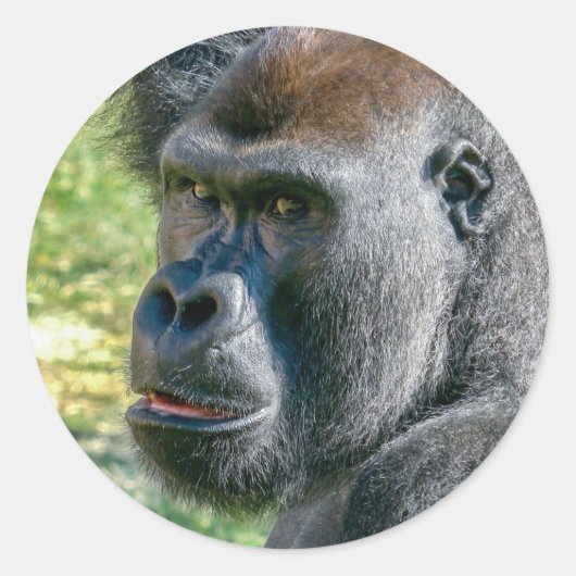 Ogen Die Luisteren – Lope de Gorilla Ronde Sticker (Voorkant)