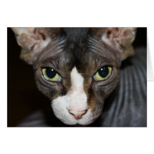 Ogen naar je kijken!