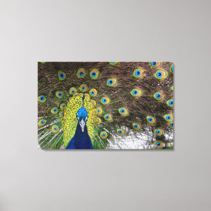 Ogen van de pauw canvas afdruk