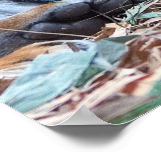 Ogen van de tijger poster (Hoek)