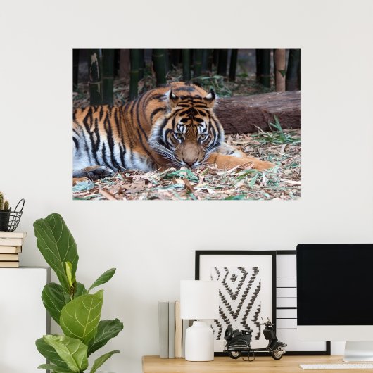 Ogen van de tijger poster (Thuiskantoor)