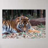 Ogen van de tijger poster (Voorkant)