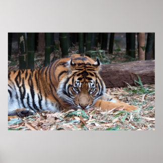 Ogen van de tijger poster