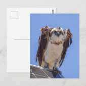 Ogen van de Visarend Briefkaart (Voorkant / Achterkant)