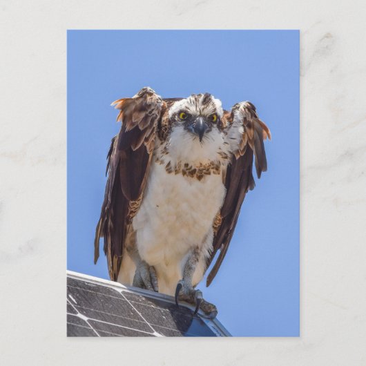 Ogen van de Visarend Briefkaart (Voorkant)