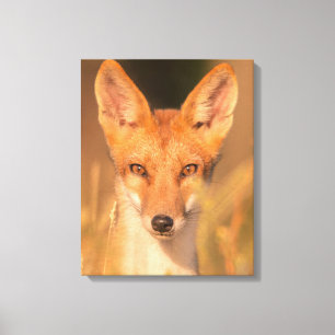 Ogen van de Wilde Rode Vos Natuurfotografie Canvas Afdruk