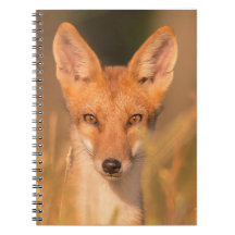 Ogen van de Wilde Rode Vos Natuurfotografie