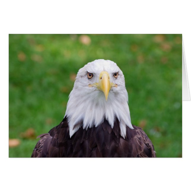 Ogen van een adelaar (Voorkant Horizontaal)