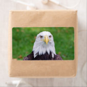 Ogen van een adelaar etiket (Insitu)