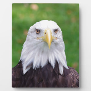 Ogen van een adelaar fotoplaat