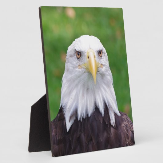 Ogen van een adelaar fotoplaat (Zijkant)